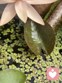 一朵开到落日的睡莲～
隔壁缸里早早休眠等下一个清晨，
唯独这朵小小的午后舒展着盈盈盛放着。

做特立独行的自己，真的会格外醒目。