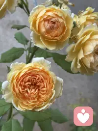 小雨后的潮湿浪漫。
睡醒了就慢慢慢慢的打理花园。
保持能从细微的小事里获取能量的能力。
内心滋生的能量远比向外求的坚韧。