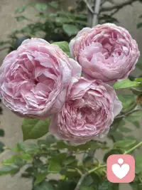 小雨后的潮湿浪漫。
睡醒了就慢慢慢慢的打理花园。
保持能从细微的小事里获取能量的能力。
内心滋生的能量远比向外求的坚韧。
