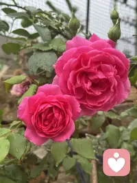 小雨后的潮湿浪漫。
睡醒了就慢慢慢慢的打理花园。
保持能从细微的小事里获取能量的能力。
内心滋生的能量远比向外求的坚韧。