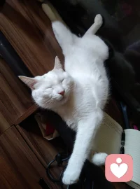 做一只快乐无忧的猫咪🐱真好，可以想吃就吃，反正猫粮冻干随时伺候着，想睡随时可以入睡，想睡哪睡哪，可以四仰八叉毫无顾忌，睡醒了还可以玩自己喜欢的玩具，再开心就绕着屋子跑酷。配图