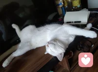 做一只快乐无忧的猫咪🐱真好，可以想吃就吃，反正猫粮冻干随时伺候着，想睡随时可以入睡，想睡哪睡哪，可以四仰八叉毫无顾忌，睡醒了还可以玩自己喜欢的玩具，再开心就绕着屋子跑酷。配图