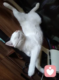做一只快乐无忧的猫咪🐱真好，可以想吃就吃，反正猫粮冻干随时伺候着，想睡随时可以入睡，想睡哪睡哪，可以四仰八叉毫无顾忌，睡醒了还可以玩自己喜欢的玩具，再开心就绕着屋子跑酷。配图