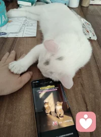 做一只快乐无忧的猫咪🐱真好，可以想吃就吃，反正猫粮冻干随时伺候着，想睡随时可以入睡，想睡哪睡哪，可以四仰八叉毫无顾忌，睡醒了还可以玩自己喜欢的玩具，再开心就绕着屋子跑酷。配图