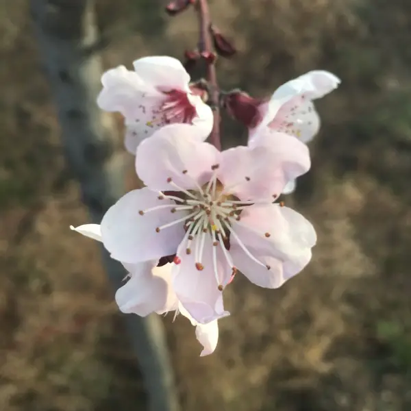 壮壮