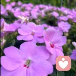 静静倾听室的头像