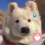 帅气的汤的头像