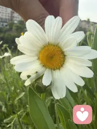 今日任务：只开心，不操心。配图