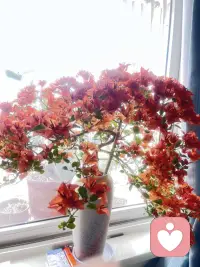 没事养养花，心情美美哒