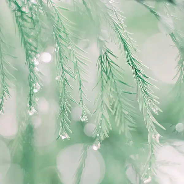 苏木•