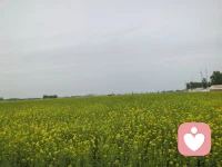 治愈系，春天写给人间的金黄色情书，等风来