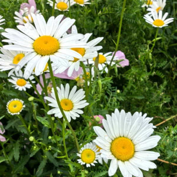 打开心灵的声音
