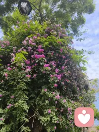 我常常心如死灰，又常常死灰复燃。配图
