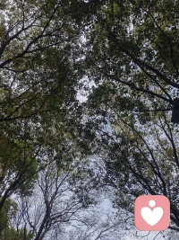 拥抱大自然，倾听风的声音配图