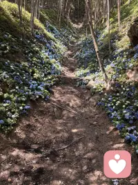 去爬山了，山谷的花儿实在太美了，现在的景区开发真是越来越懂人心了，爬山很累，但是沿途的美景就会让你心情愉悦，也不觉得累了，走一段路就有别样的小风景，所以人生即便有低谷，也不要悲观，你看谷底还有灿烂的花儿呢！配图