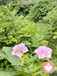心里装着阳光，哪怕雨天也能看见浪漫，日子过得好不好，从来都取决于你面对它的心态。配图