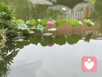 一池清荷，半池温柔，心有清宁，步步生香🌿配图