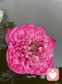 一池碧波，一朵千瓣莲，把整个夏天的温柔都揉进了层层叠叠里。配图