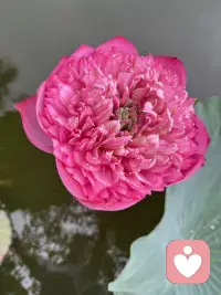 4. 褪去一周风尘，沉醉周末晚风
生活一半烟火，一半诗意
独享此刻宁静
今天的莲花真的太漂亮了，又忍不住秀一下配图