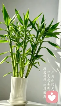 六月如约至，仲夏逢嘉运，所愿所想，终得圆满！