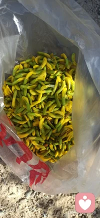 大自然是最好的疗愈师
在我情感困惑时遇见学习道家文化的孙师姐，
她带我结缘道家经典《🌺道德经》，通过学习，践行让自己走出来
最重要的是找回了自己，一切内求，很多问题都能解决
        来这里体验做倾听师，结缘有缘人，
和友友一起摘骆驼刺的花，它很美，但更美味
这个花，让我对内心善良的人如何保护自己有了更深刻的理解
自然界的种种，她就像无声的大地之母，孕育了万物，养活了种种生灵，但不求任何回报，她也是无声的老师，细心就能发现她的良苦用心配图