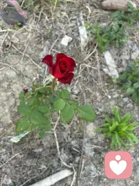 开花啦配图