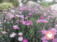 下班路上的花花草草，蓝天白云，真的能治愈一天的疲惫呀～配图