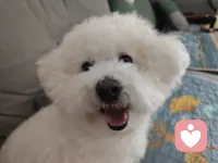 它怎么这么可爱！！