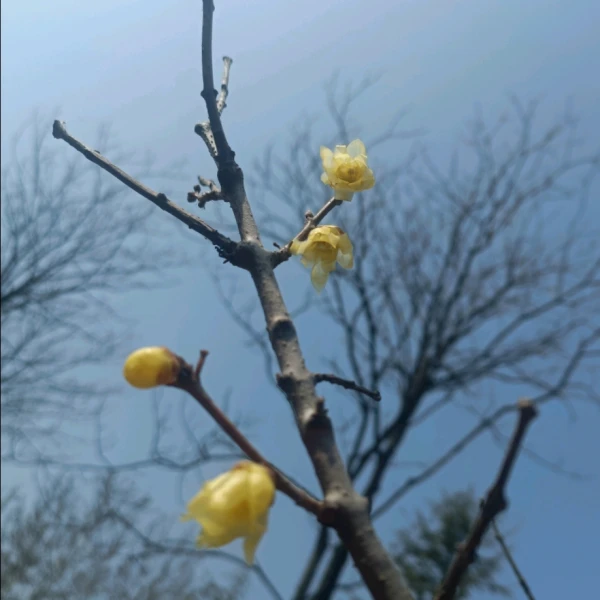 檀曦