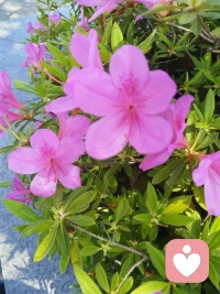 愿您像花儿一样美丽。