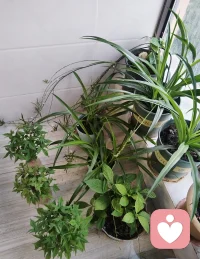 一定要养花种草，看上去是我在养它，其实是花草在养我。配图