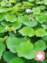 谁占着你的心房，他不搬家，还不用交房租。