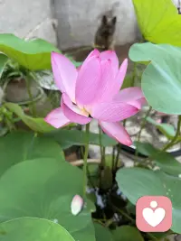 心灵的救赎就是自己想通，不用讲字面大道理，人活着就是累，没有完美，不止之一，黑白中间还有一个灰色地带，短短人生，何必为难自己，一切有形之物都是身外之物，吃的饱，睡的香，身体健康就是绝杀！配图