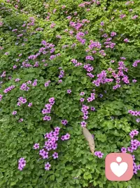 如果一个人有充足的勇气，
去发现令人不快的自我真相，
我们有理由相信，
他强壮到足以走出困境。配图