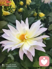 看到了花展配图