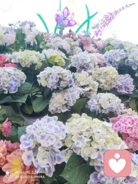 看到了花展配图