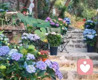 🍃 绣球花、旧书页，
和不用回复任何人的松弛。
草木会按时生长，
情绪也会慢慢舒展。
先爱自己，再爱世界。
#治愈日常 #心理咨询师碎碎念
🌼 如果你此刻也有点累，评论区留一句“我很好”，就当和自己温柔击个掌吧。
💛 今天也想听听你最近的“小治愈时刻”，评论区分享一下？✨