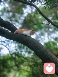 它在树上，把心事藏进风里🍃
我常常和来访者说，情绪不是洪水猛兽🌊，
它只是想找个地方歇一歇。
就像这只猫🐱，不被定义，不被催促，
只是安静地待着，就很好。配图