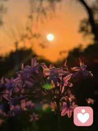 日落是世界动情时的颜色🌄
去追自己的太阳呀
你心中的那束光，是什么样子的？配图
