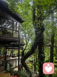 🌿 午间躲进山林里，听风穿过树叶，看雾漫过池边，还有懒洋洋的毛孩子打盹。
作为倾听师，习惯了承接别人的情绪与故事，此刻只想把自己交给自然。
在被需要之前，先好好安放自己的心，才能带着更稳的力量，接住每一份脆弱。
#心理咨询师的日常 #午间疗愈时刻配图