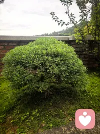 🌿 午间躲进山林里，听风穿过树叶，看雾漫过池边，还有懒洋洋的毛孩子打盹。
作为倾听师，习惯了承接别人的情绪与故事，此刻只想把自己交给自然。
在被需要之前，先好好安放自己的心，才能带着更稳的力量，接住每一份脆弱。
#心理咨询师的日常 #午间疗愈时刻配图
