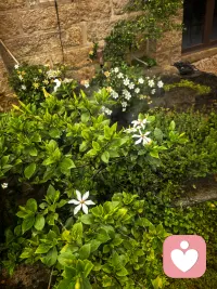 被绿意和鸟鸣叫醒的早晨，
是大自然给的温柔能量包🌿
