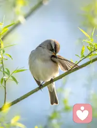 想起今日晨起，听到窗外第一声鸟鸣。🐦

那一刻，耳朵比脑子先醒来。没有判断这是什么鸟，没有去想今天要做的事，只是单纯地听见了。

修行，有时候就是这样简单。让感觉先于思考，让聆听先于表达。在一天开始前，先给自己几个呼吸的空白，只是存在，不急着去成为什么。

新的一天，愿你先听见自己内心的“鸟鸣”[玫瑰]配图