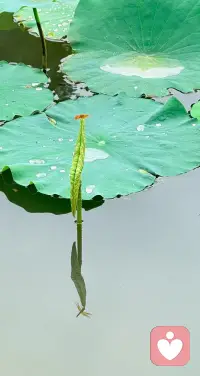 一念觉醒，万物同频
读懂世间众生皆不易
自此心藏慈悲，满目皆温暖~配图
