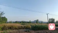 菜籽成熟的季节[爱心]配图