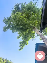 《菜根谭》里有一句话：“风来疏竹，风过而竹不留声。”真正有生命力的人，不是没有风雨，而是风来时能动，风过时能静。你看山里的树，从不和风对抗。它知道什么时候扎根，也知道什么时候摇曳。配图