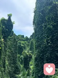 今日份治愈系：绿野仙踪配图