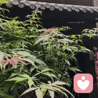 源芳疗愈小院

身心疲惫，就来歇歇脚。
备好红茶、绿茶、铁观音，还有温润党参养生茶。
此间欢声笑语，卸下烦恼，闲谈心事，喝茶唠嗑、疏解愁绪。
不必匆忙赶路，小院自有慢悠悠的温柔，留一方自在遐想。配图
