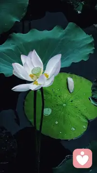 所谓的关系根本不存在，只有感受是真实的，看到感受、解决感受，才是真正的解决问题。配图