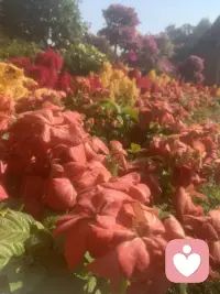 去爱这个世界、爱空中的飞鸟？地上的走兽、爱吹拂而来的微风、爱地上的花朵、爱眼之所及的一切，我想到那个时候生命本身就是意义吧。